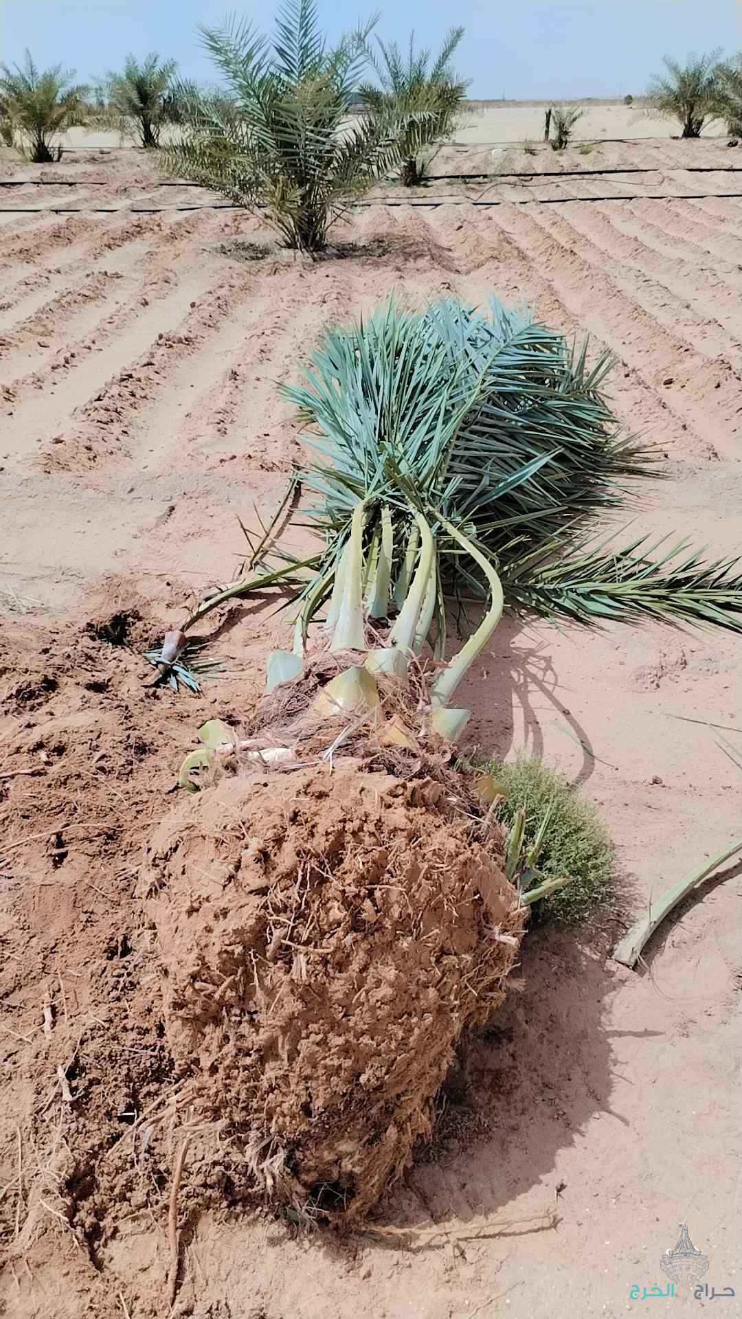 نخل عربي مثمر خلاص برحي سكري شيشي هلالي صقعي مجدوله شبيبي عجوه وجميع انواعه