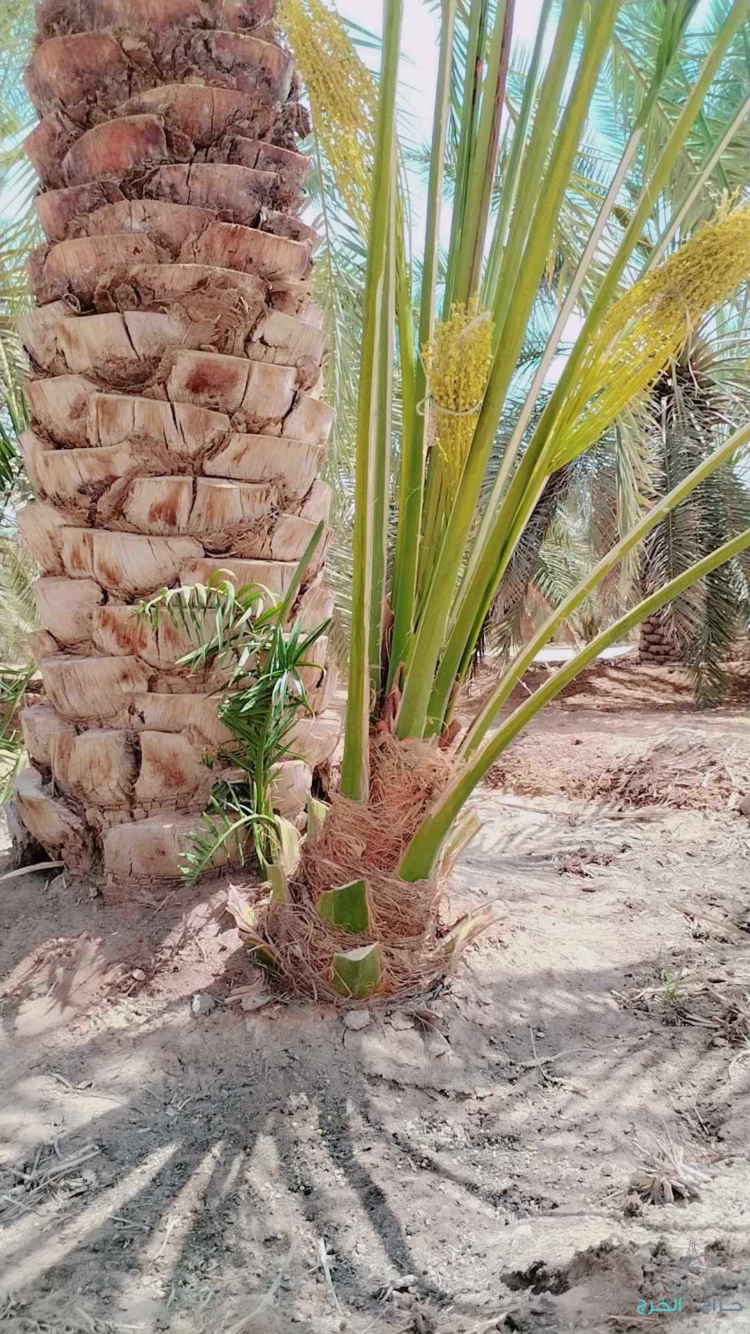 نخل عربي مثمر خلاص برحي سكري شيشي هلالي صقعي مجدوله شبيبي عجوه وجميع انواعه