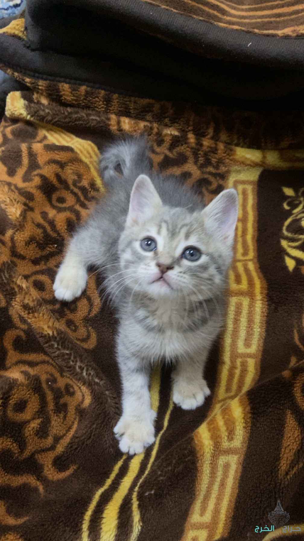 قطه 