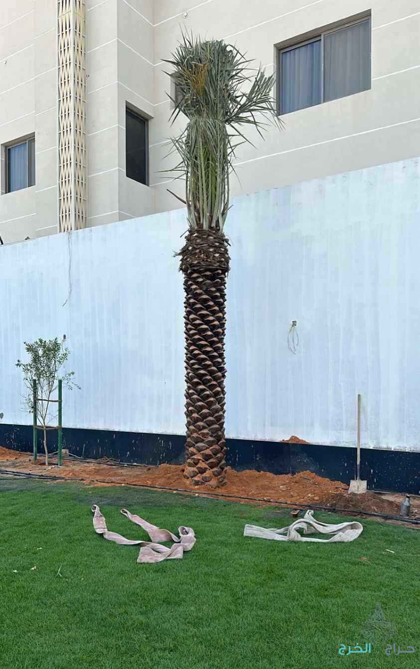 نخل مثمر نخيل نقايل إخلاص سكري برحي صقعي شيشي مجدول