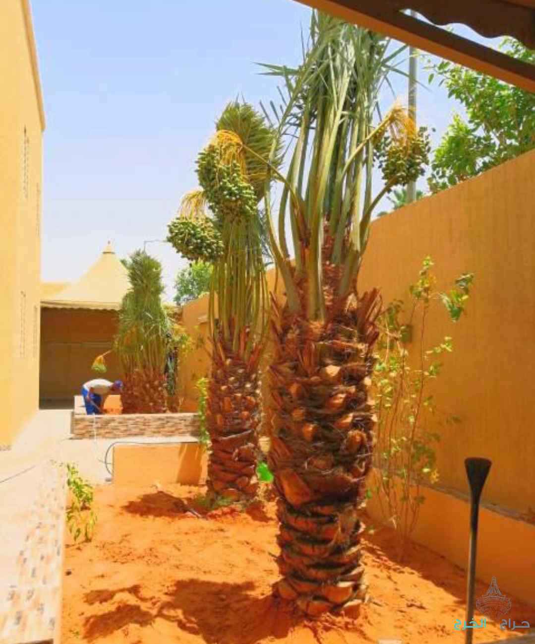 نخل مثمر نخيل نقايل إخلاص سكري برحي صقعي شيشي مجدول