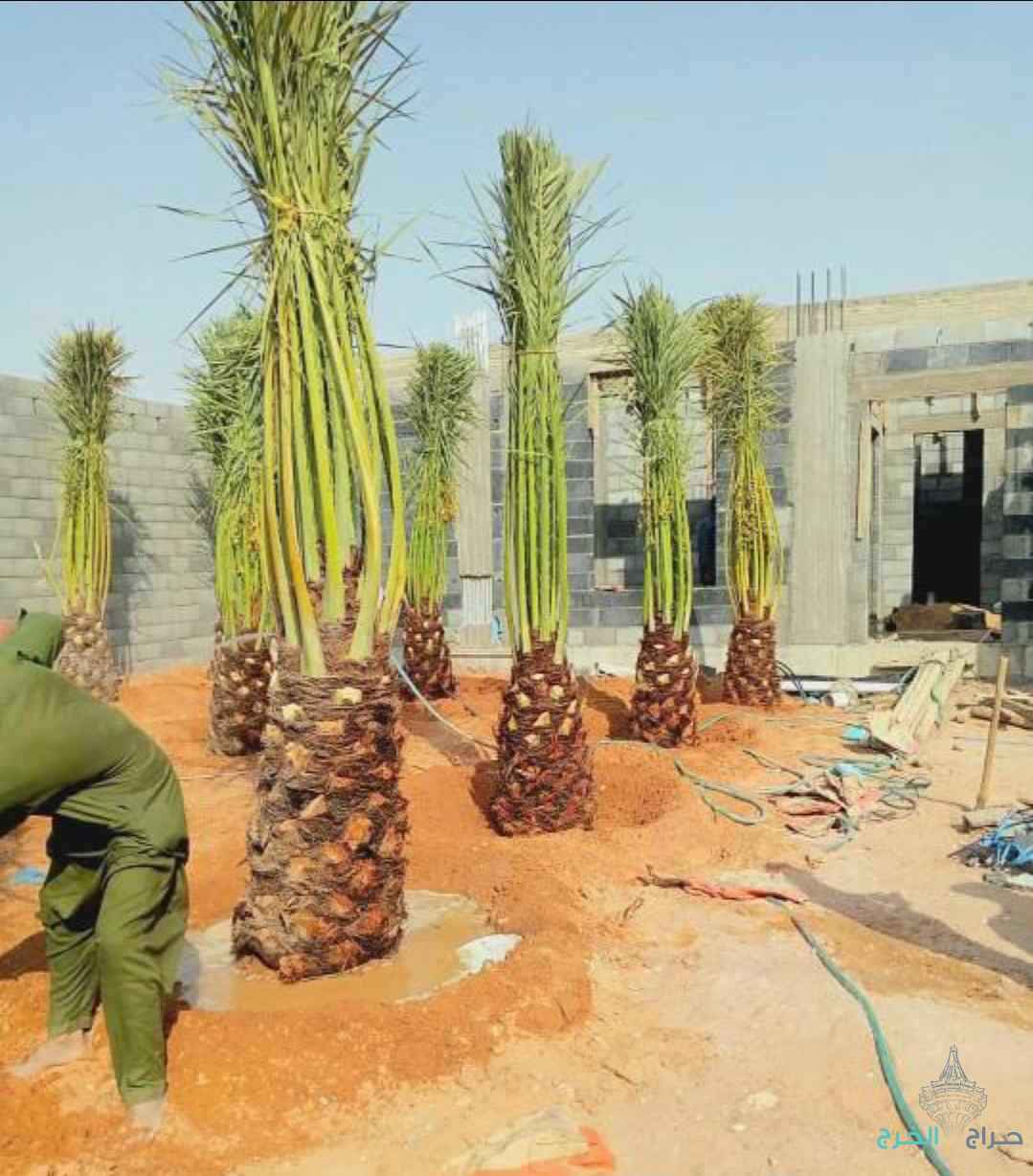 نخل مثمر نخيل نقايل إخلاص سكري برحي صقعي شيشي مجدول