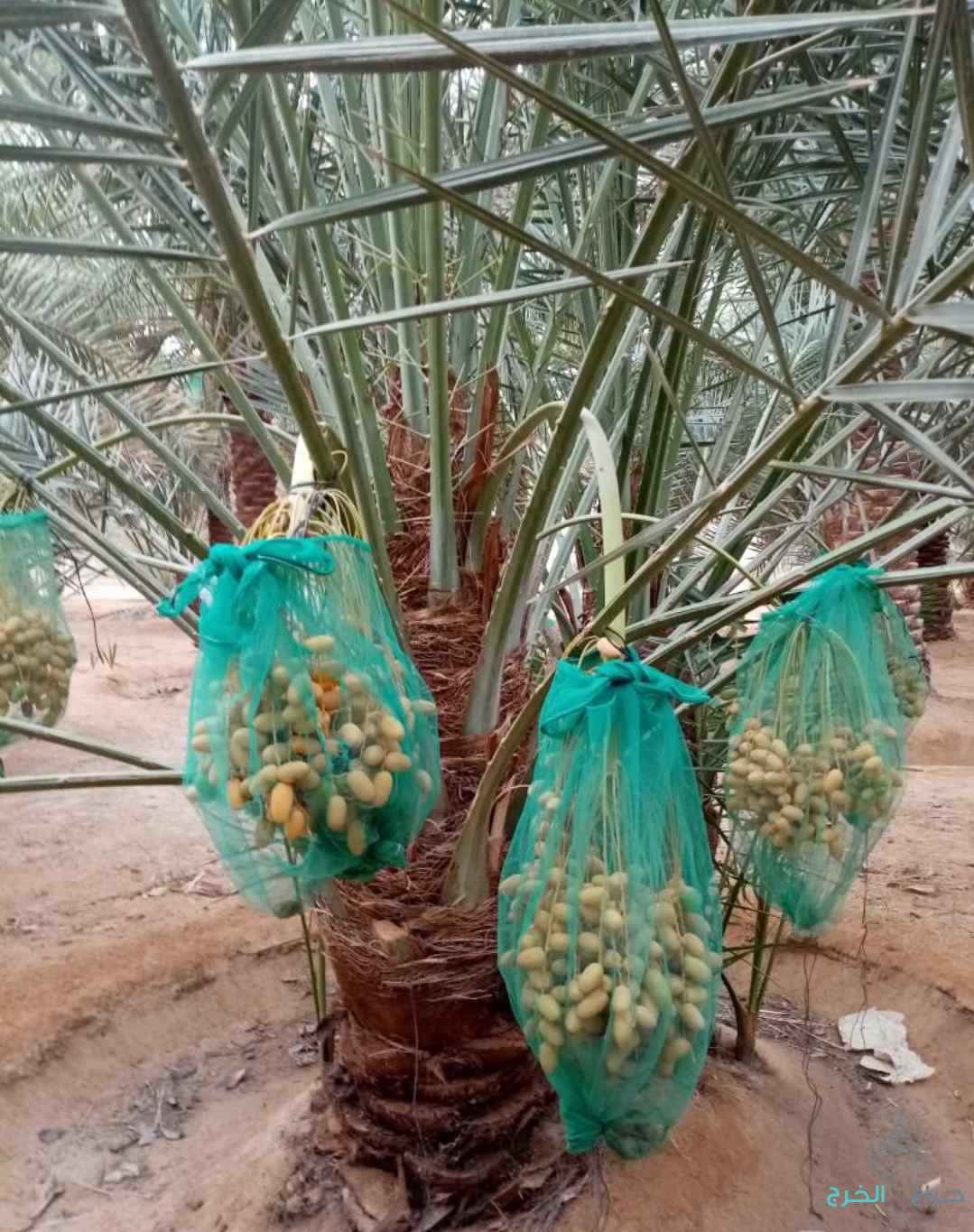 نخل مثمر نخيل نقايل إخلاص سكري برحي صقعي شيشي مجدول