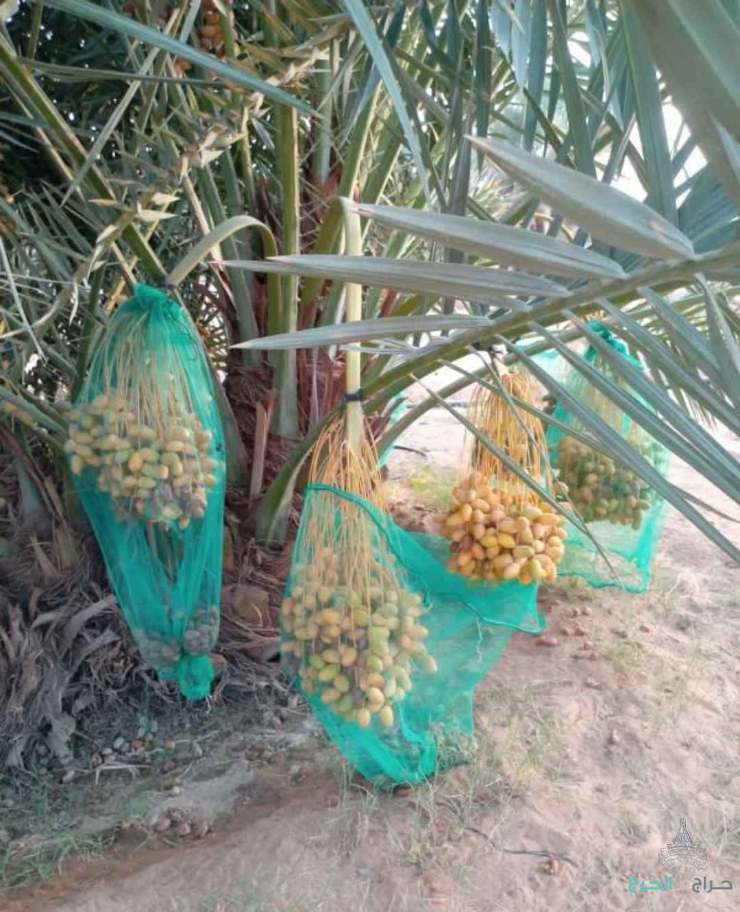 نخل مثمر نخيل نقايل إخلاص سكري برحي صقعي شيشي مجدول