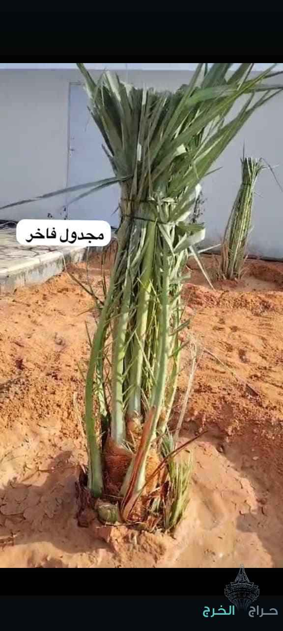 متوفر فراخه مثمرة للبيع جميع الأنواع التوصيل يشمل جميع أنحاء المملكة 