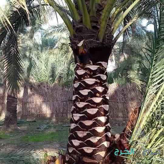 تكريب نخيل قص اشجار  ازالة نخيل زراعة ثيل قص ثيل
