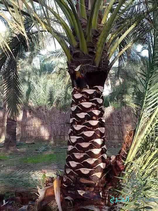 تكريب نخيل قص اشجار  ازالة نخيل زراعة ثيل قص ثيل