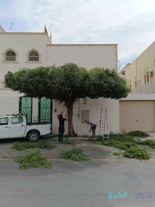 تكريب نخيل قص اشجار  ازالة نخيل زراعة ثيل قص ثيل