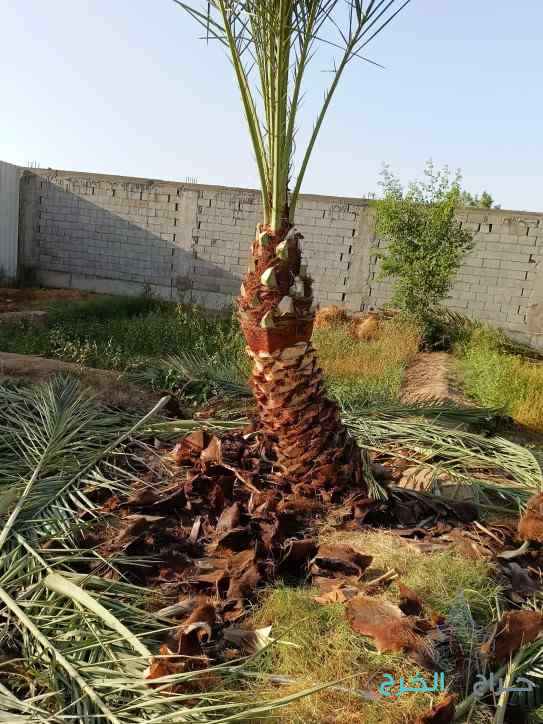 تكريب نخيل قص اشجار  ازالة نخيل زراعة ثيل قص ثيل