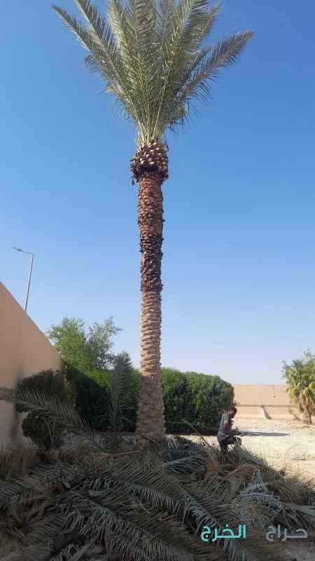 تكريب نخيل قص اشجار  ازالة نخيل زراعة ثيل قص ثيل