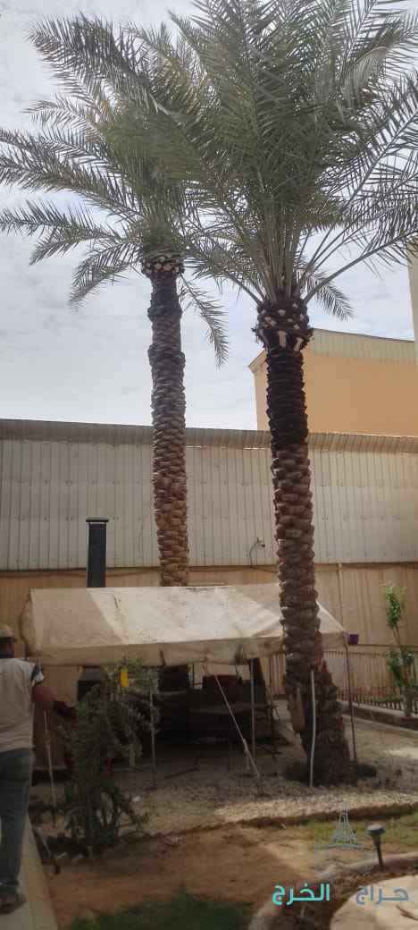 تكريب نخيل قص اشجار  ازالة نخيل زراعة ثيل قص ثيل