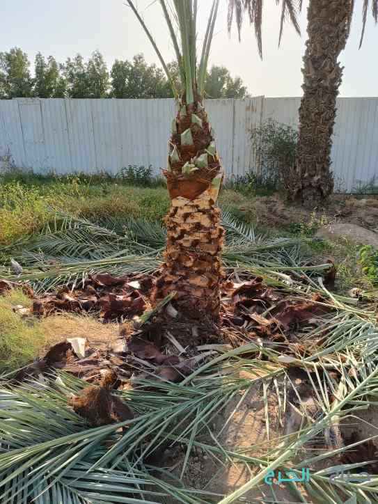 تكريب نخيل قص اشجار  ازالة نخيل زراعة ثيل قص ثيل