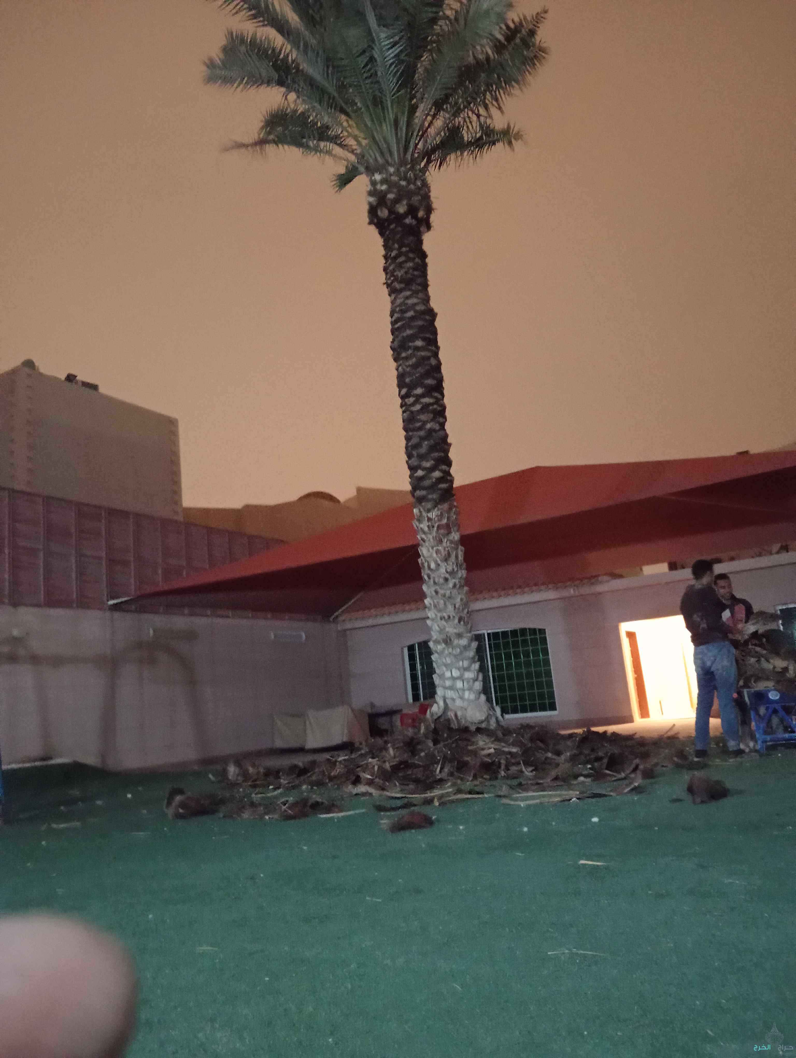 تكريب نخيل قص اشجار  ازالة نخيل زراعة ثيل قص ثيل