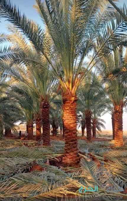 نخيل واشنطني زينه وعربي مثمر للبيع