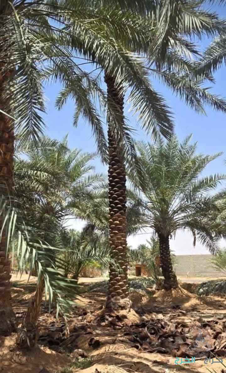 نخيل واشنطني زينه وعربي مثمر للبيع