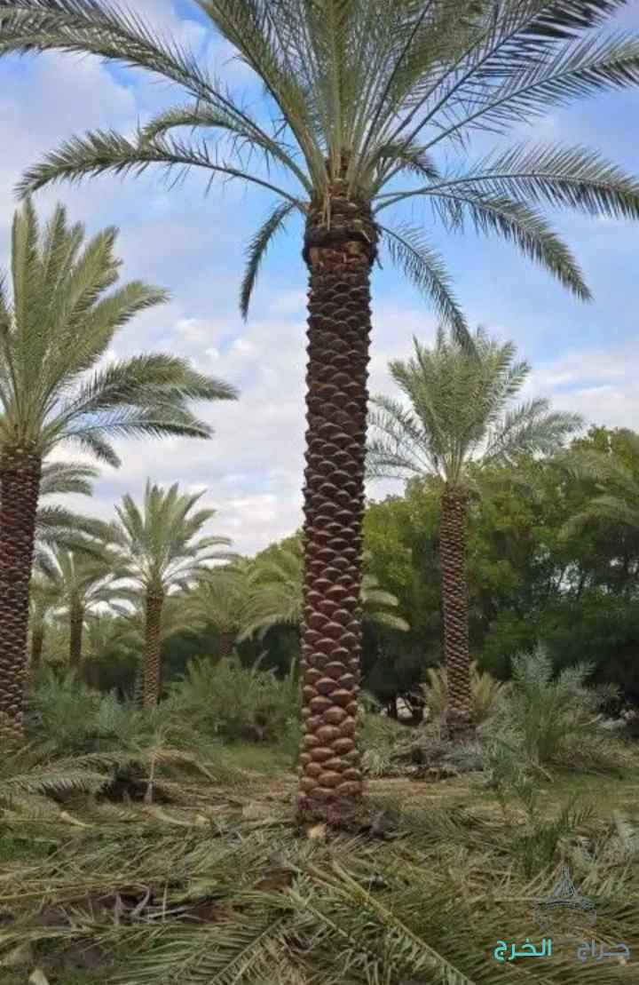 نخيل واشنطني زينه وعربي مثمر للبيع