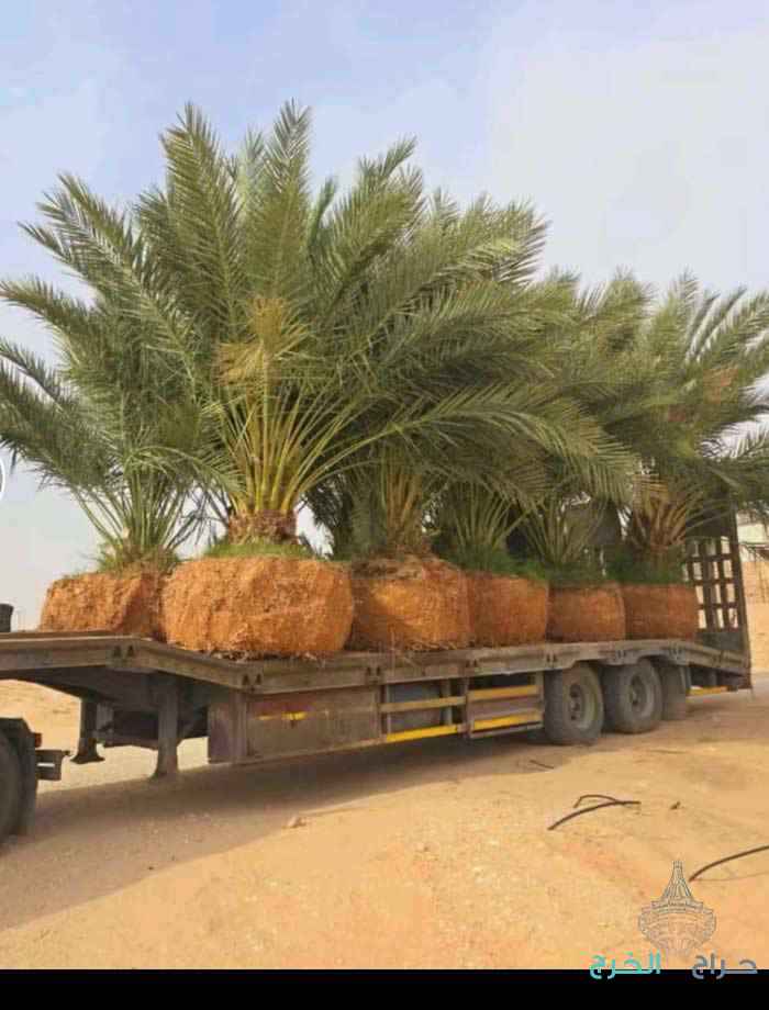 نخل للبيع جميع انواع انخل 