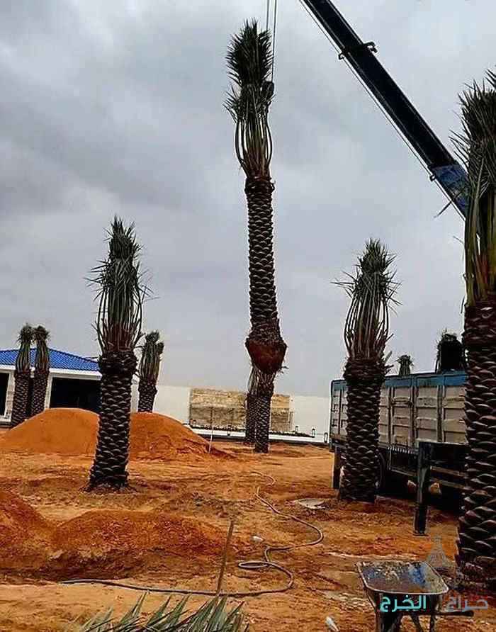 نخل للبيع جميع انواع انخل