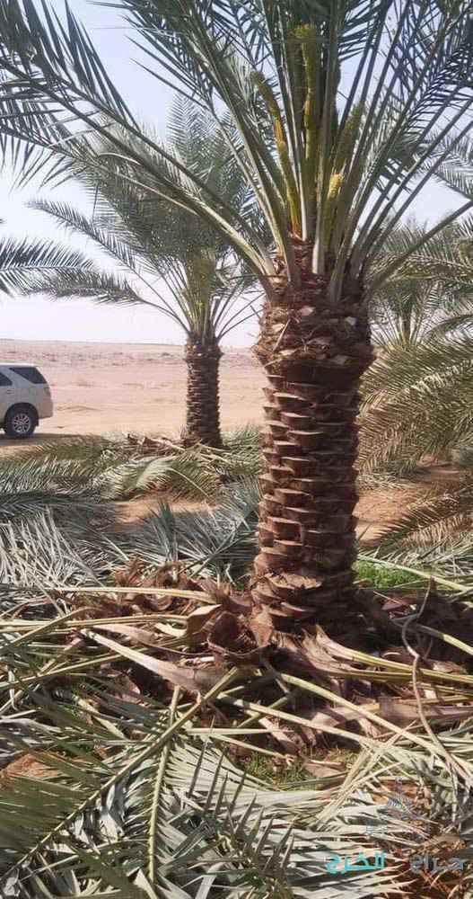 نخل للبيع جميع انواع انخل