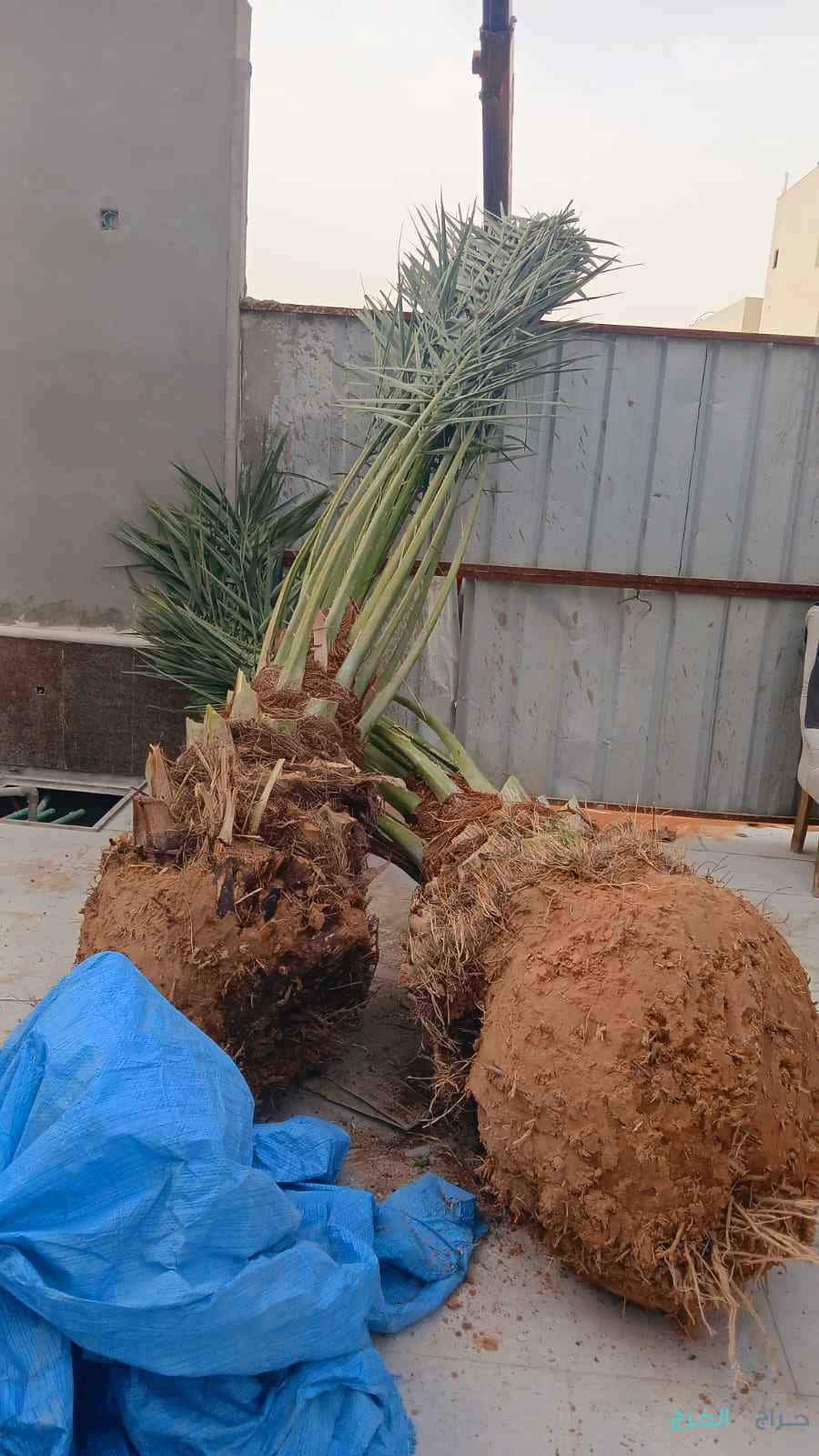 نخل مثمر للبيع إخلاص سكري برحي صقعي شيشي مجدول