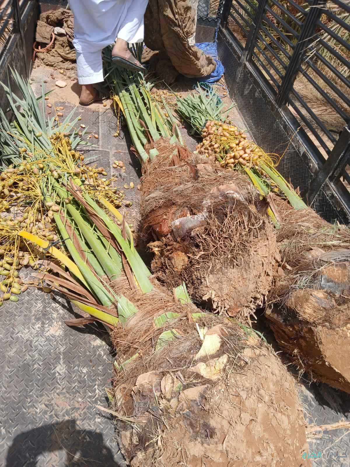 نخل مثمر للبيع إخلاص سكري برحي صقعي شيشي مجدول