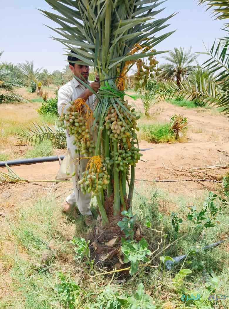 نخل مثمر للبيع إخلاص سكري برحي صقعي شيشي مجدول