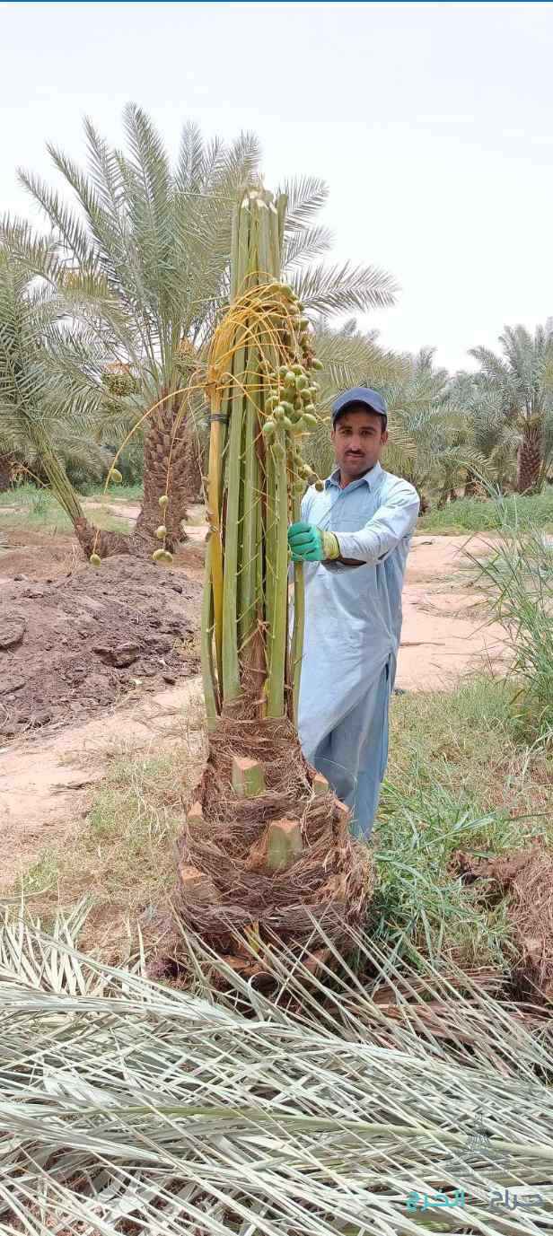 نخل مثمر للبيع إخلاص سكري برحي صقعي شيشي مجدول