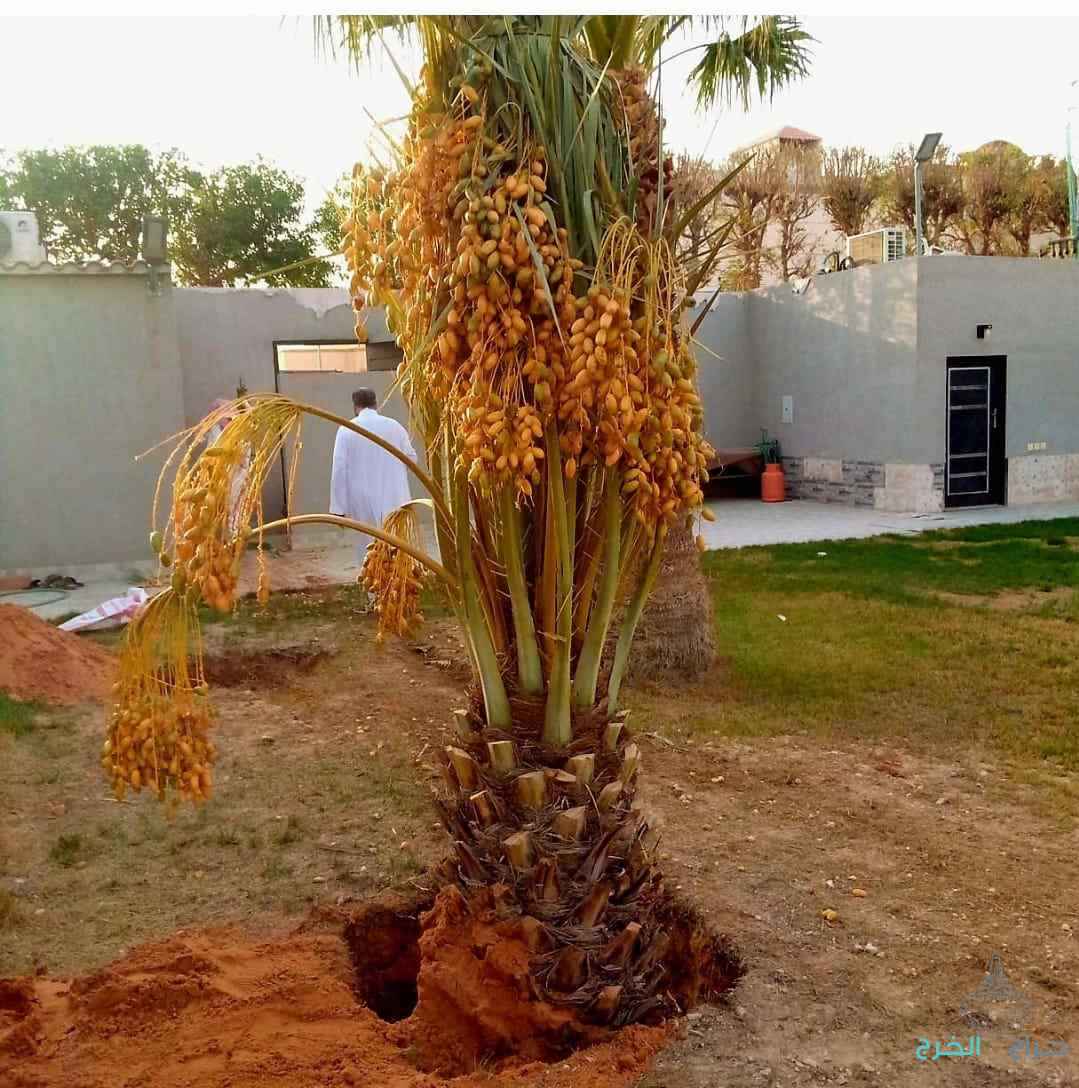 نخل مثمر للبيع إخلاص سكري برحي صقعي شيشي مجدول