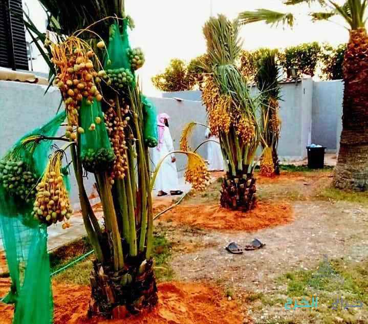 نخل مثمر للبيع إخلاص سكري برحي صقعي شيشي مجدول 