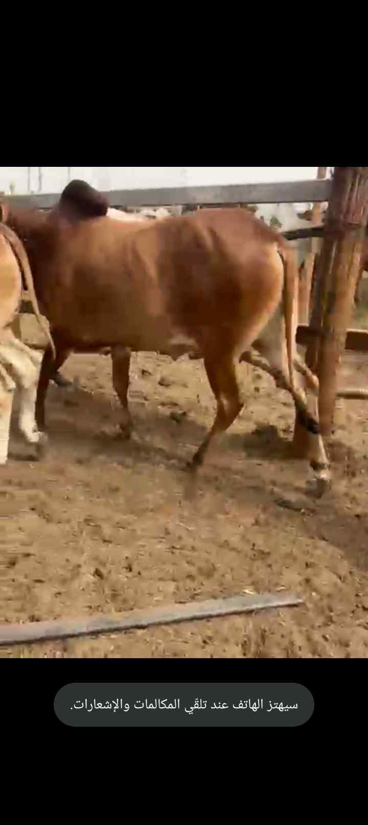 فيدي و تيوس بربري وعجول برازيلي و حشوان