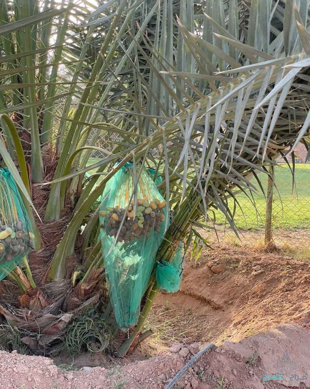 نخل مثمر نخيل نقايل إخلاص سكري برحي صقعي شيشي مجدول 