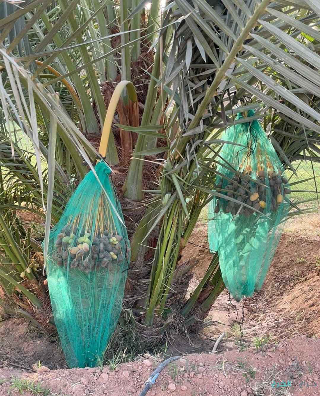 نخل مثمر نخيل نقايل إخلاص سكري برحي صقعي شيشي مجدول 