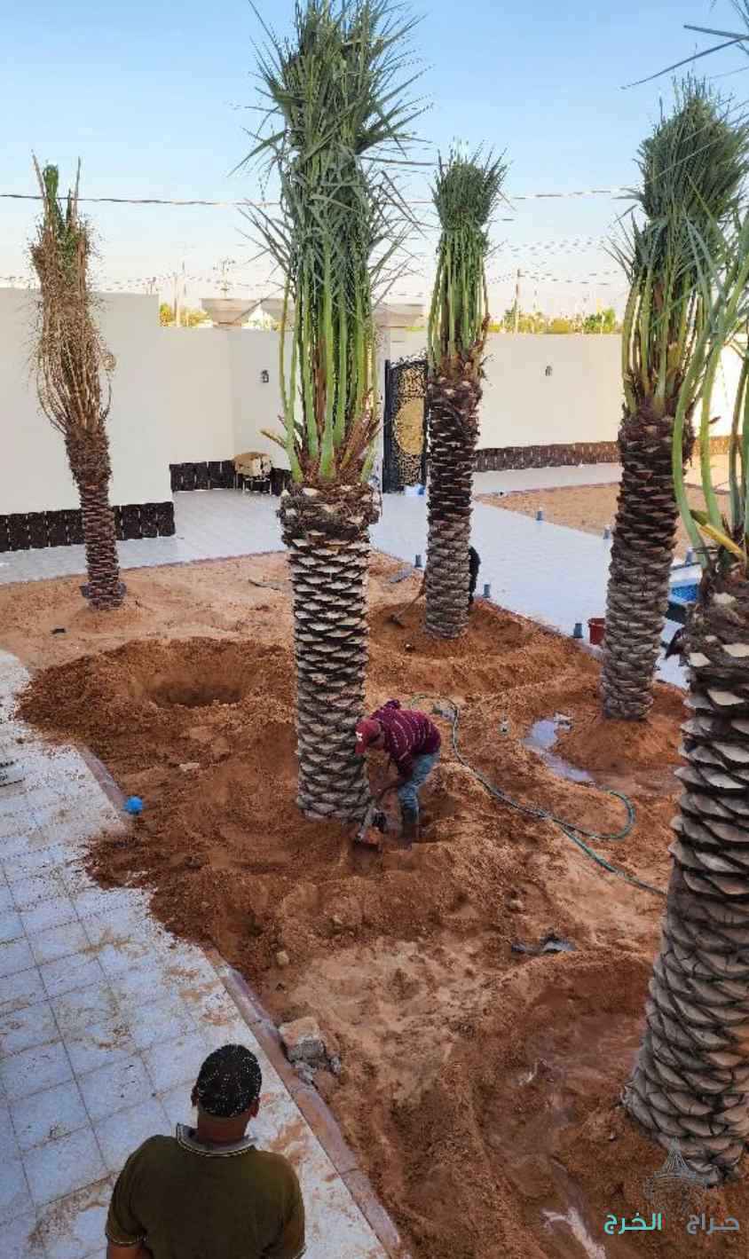 نخل مثمر نخيل نقايل إخلاص سكري برحي صقعي شيشي مجدول 