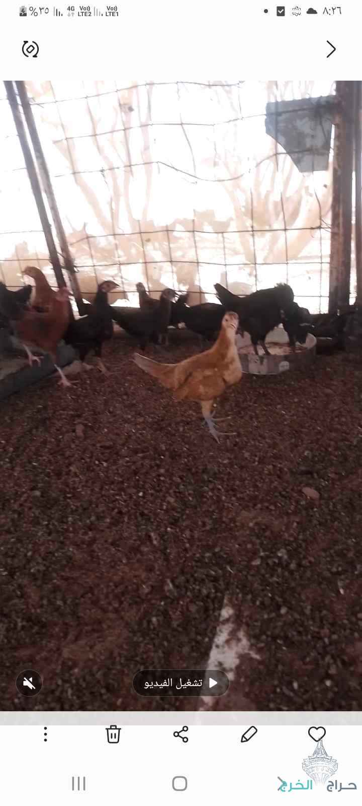 دجاج بلدي العمر ثلاثه اشهر الموقع العطيف محطه ساسكو كوبري الميزان