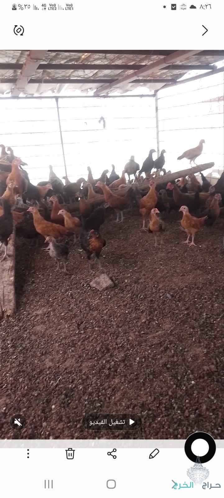 دجاج بلدي العمر ثلاثه اشهر الموقع العطيف محطه ساسكو كوبري الميزان
