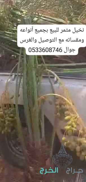نخيل مثمر للبيع 