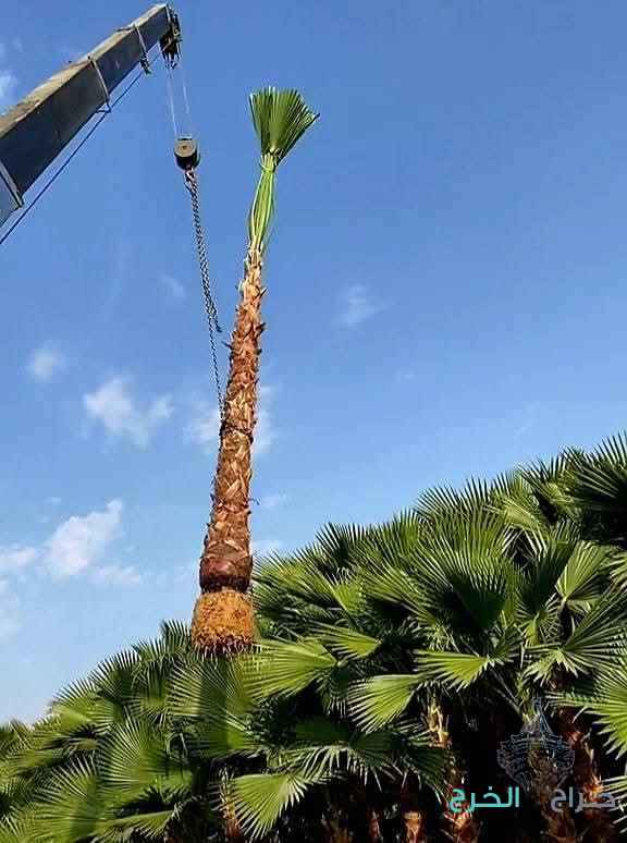 نخل واشنطني زينه ابومروحه