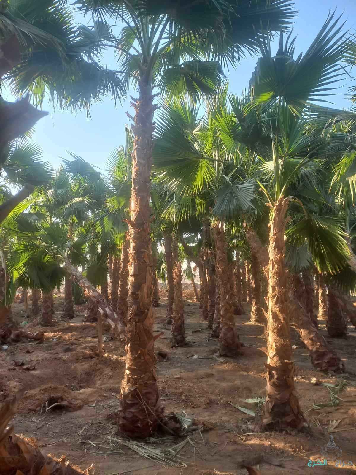نخل واشنطني زينه ابومروحه