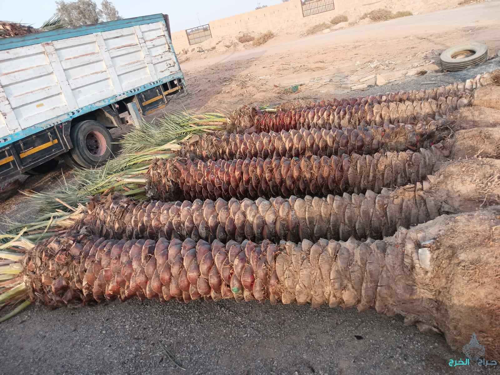 معلم اشغال النخل والاشجارقلع نقل تكريب تشذيب قص جريدتلقيح تعديل