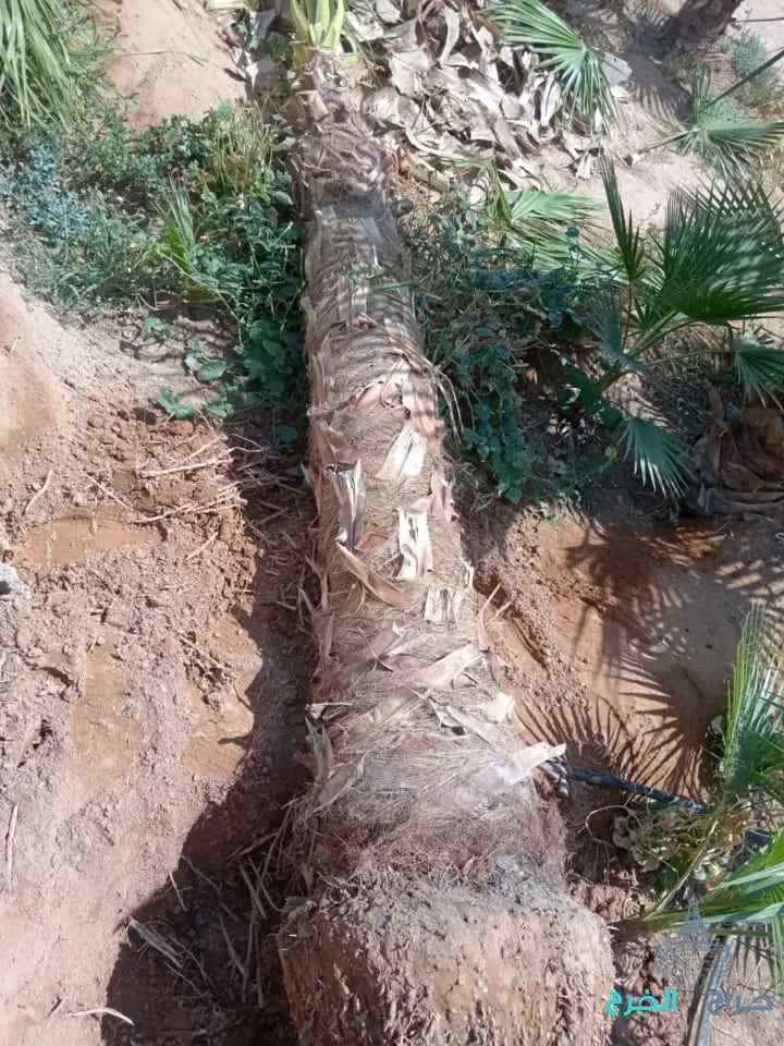 معلم اشغال النخل والاشجارقلع نقل تكريب تشذيب قص جريدتلقيح تعديل
