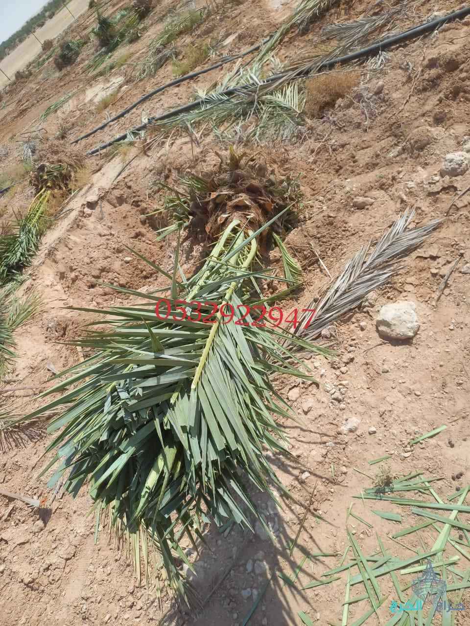 معلم اشغال النخل والاشجارقلع نقل تكريب تشذيب قص جريدتلقيح تعديل