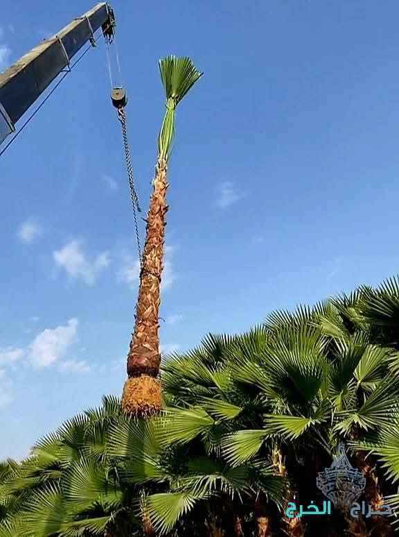 معلم اشغال النخل والاشجارقلع نقل تكريب تشذيب قص جريدتلقيح تعديل