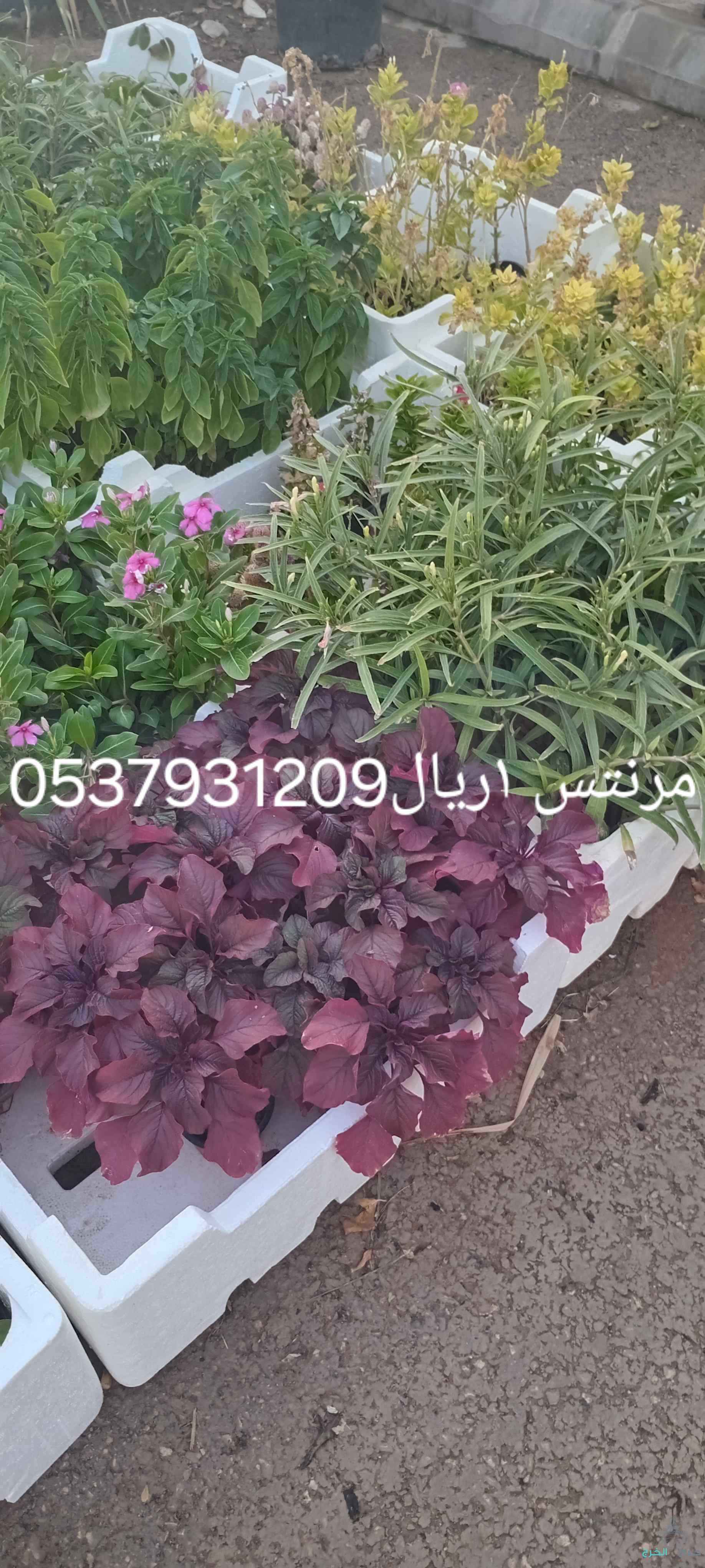 مشتل في حي الربيع تنسيق حدائق