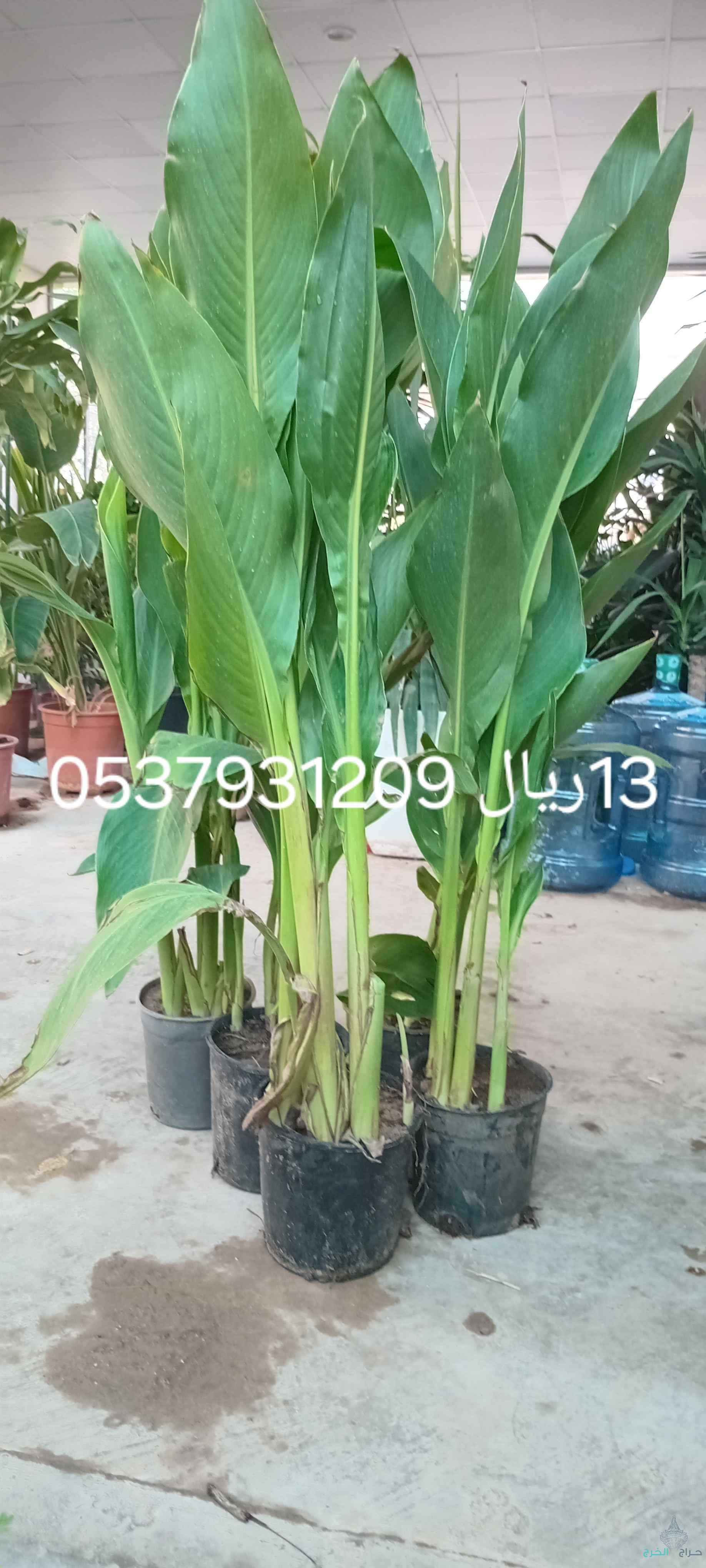 مشتل في حي الربيع تنسيق حدائق