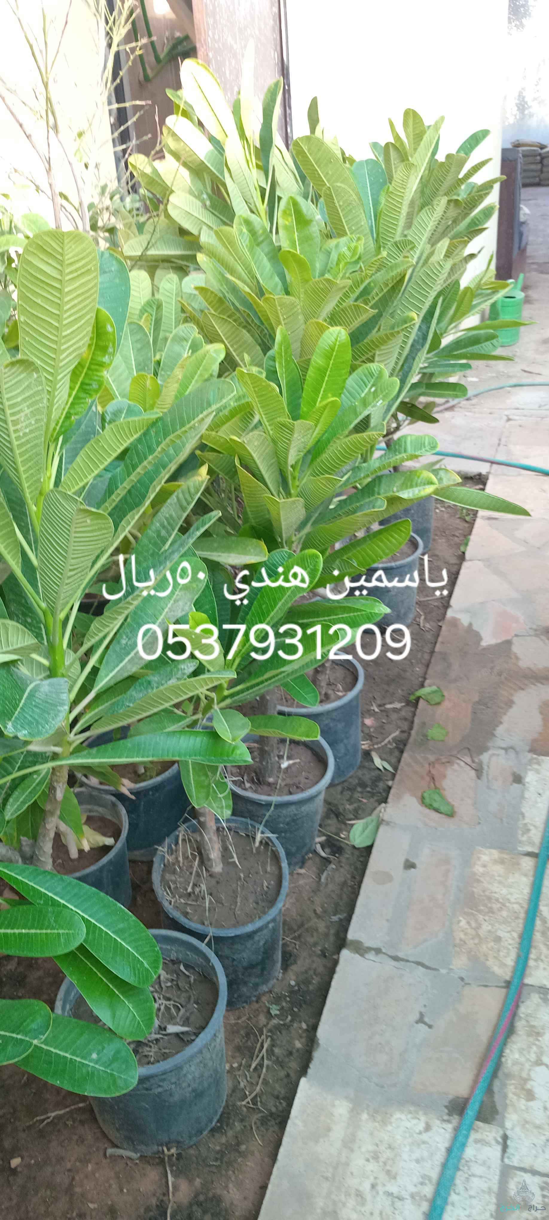 مشتل في حي الربيع تنسيق حدائق