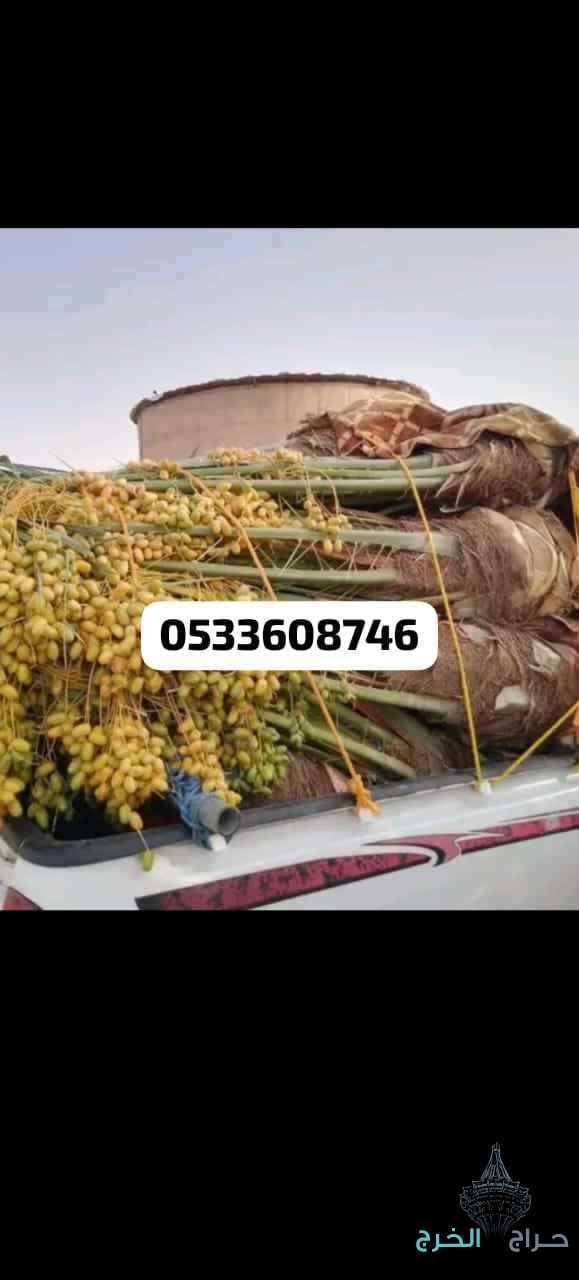 نخيل مثمر للبيع بجميع أنواعه ومقساته