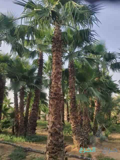 مقاول شبوك 0500141664