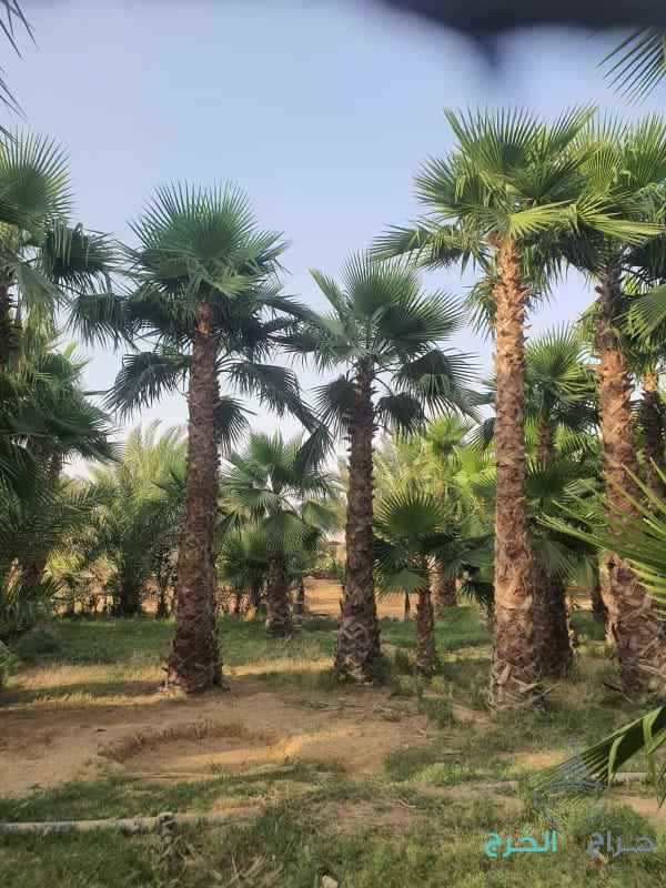 مقاول شبوك 0500141664