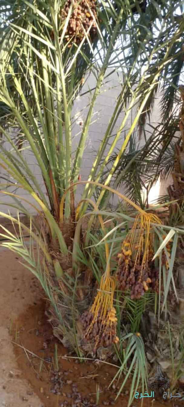 نخل جميع لصناف مثمر للبيع مع التوصيل والغرس 