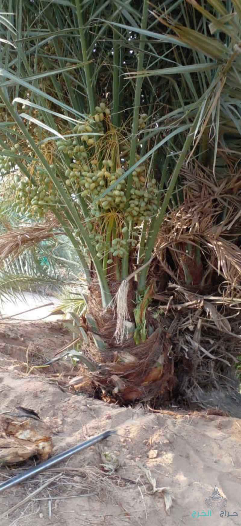 نخل جميع لصناف مثمر للبيع مع التوصيل والغرس 
